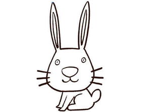 兔子简笔画 兔子为何总是输