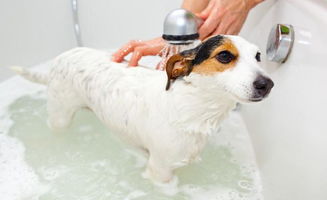 辟谣 狗狗可以频繁洗澡 反而会有皮肤病,告诉你多久洗一次狗狗