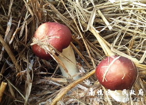 大柳镇食用菌合作社 大球盖菇 试验成功