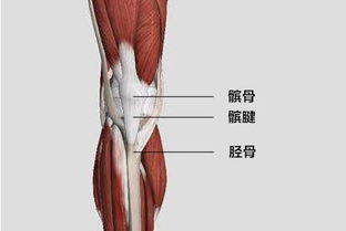 膝盖保养 只要一跑步,膝盖下方就疼得不得了,小心髌腱炎