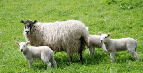 91年的羊过了29岁会越来越好(91年的羊过了29岁就好了)