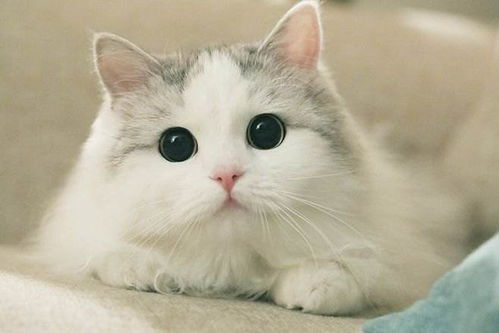 从早晨 中午到夜晚,猫的眼睛为什么都是不一样的