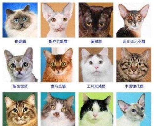 世界上有各种品种的猫咪 这个分类方法让你更加了解猫咪