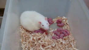 大白鼠繁殖