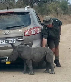 幼小的犀牛跟随着汽车,不愿离去,背后的故事却让人深思 