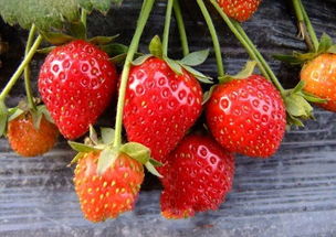 8月份的草莓好吃吗 8月份有卖草莓的吗