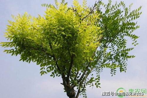 桂花树生长环境条件及特点
