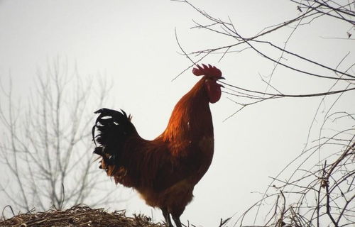 公鸡每天打鸣是什么原理 生物钟发挥了关键作用