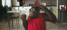 养猩猩是种什么体验 你都不知道他们在背后花了多少香蕉钱