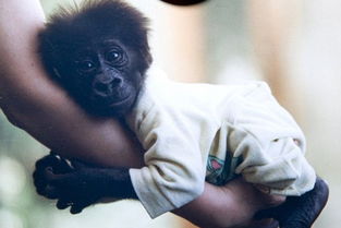 这对夫妻把猩猩当女儿养,18年来买了无数根香蕉