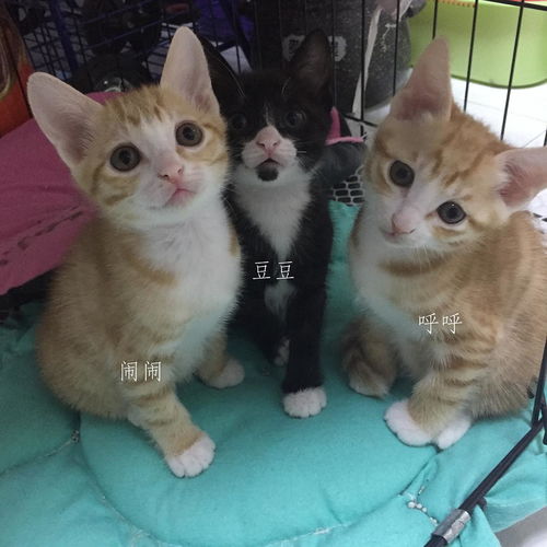 深圳三只两月小猫找领养 2个橘哥哥,1只奶牛妹 