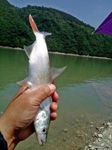 垂钓红尾巴鱼,性情凶猛,钓起来十分刺激 