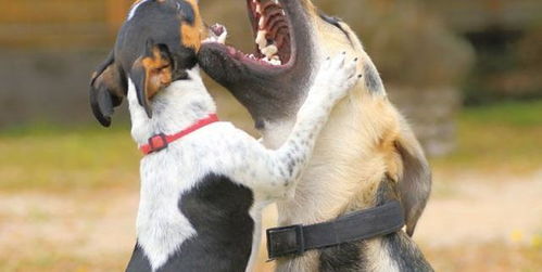 如何阻止你家的狗狗打架 主人需要亲自介入吗 关于如何安全劝架