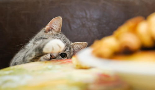辟谣 我家猫从小吃剩饭剩菜活得很好 其实猫咪不能吃人的食物