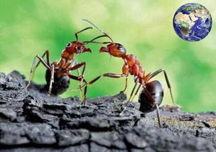 当危险临近的时候,这种蚂蚁会自爆与敌人同归于尽