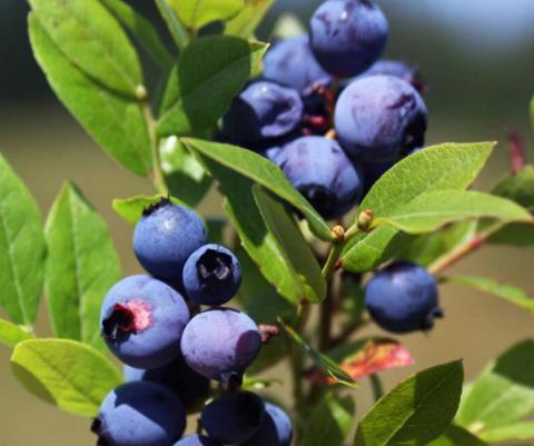 想要阳台蓝莓多结果,春季学会 四招 ,蓝莓叶绿花多,坐果率高