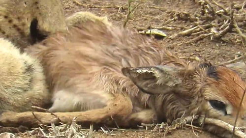母狮不吃捕获的小鹿,表现很难理解,小鹿的命运让人揪心 