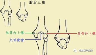 自由上肢骨 米粒分享网 Mi6fx Com