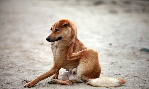 实拍 在尼泊尔,到处都有狗狗的幸福生活 图