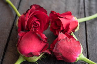 粉红色的玫瑰花代表什么意思？