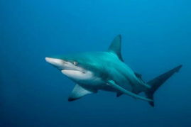 雌性鲨鱼具有 超能力 处女鲨鱼 无性繁殖 