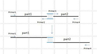 融合PCR的操作原理及注意事项 
