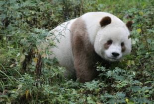 世界现存唯一棕色大熊猫在哪里 