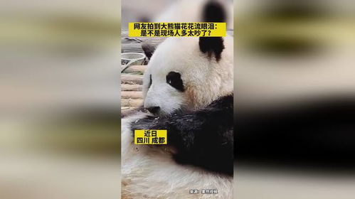 网友拍到大熊猫花花流眼泪 是不是现场人多太吵了 大熊猫成都