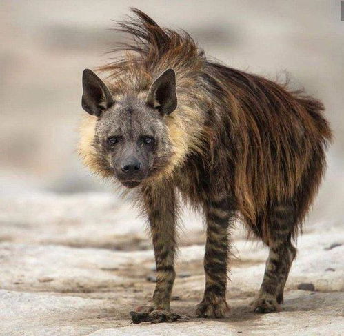 动物趣闻 喜欢抢劫猎物的棕鬣狗