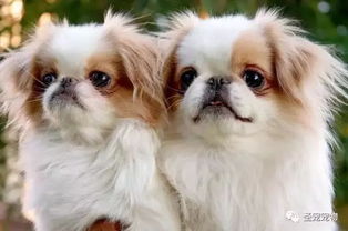 扫盲 生活中常见的15种小型犬
