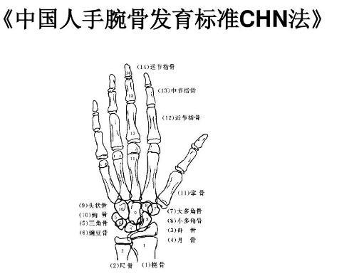 2017男女骨龄发育标准与年龄图解 