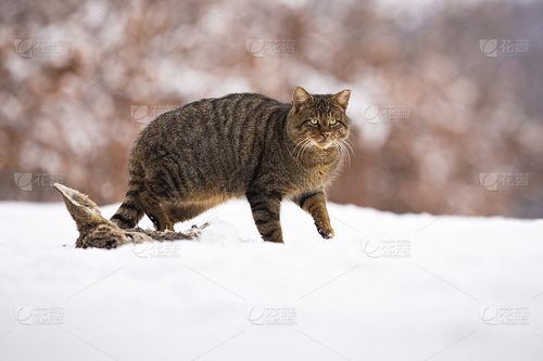 欧洲野猫在冬天的雪地上行走 冬天图片 