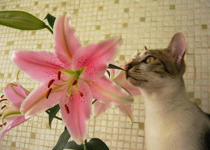 搜狐公众平台 家有猫咪,慎养这些花 