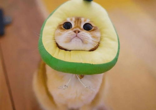 有哪些水果猫咪不能吃