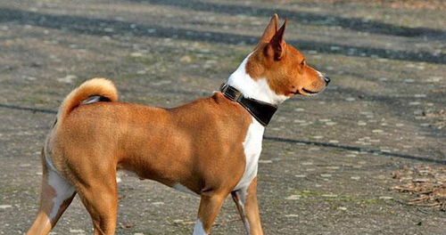 国内24大被家庭禁养的犬种,中华田园犬也上榜,你养了吗