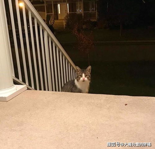 流浪猫向女子讨食,小心 试探 3天后,大大咧咧进屋躲避寒冬