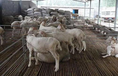 打工10年,养羊10年,贩羊10年,卖羊肉10年,谁更牛 母羊 