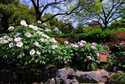 上海看牡丹花的地方推荐(漕溪公园有没有免费停车场)