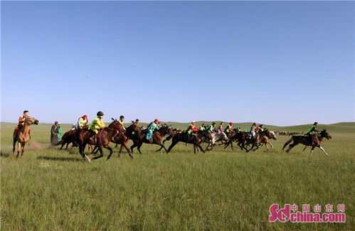 山东清心山马术队首次荣获西乌旗草原大赛马亚军