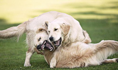 狗狗为什么要跟同类打架 是在相互玩闹 还是通过武力争夺资源