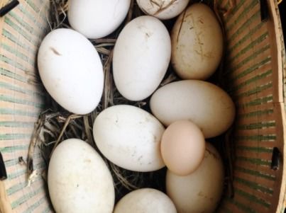 卵化鹅蛋温度记爆了鹅蛋还能吃吗