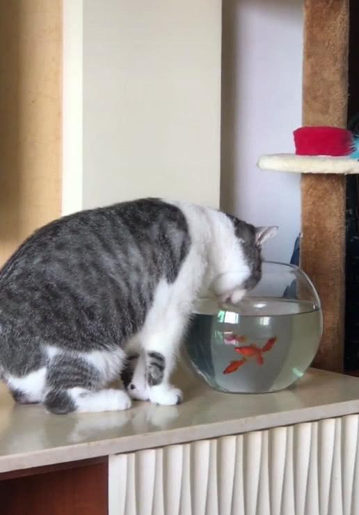 猫咪喝水,下一秒却出现了这样一幕,猫 咋回事 我就是喝点水
