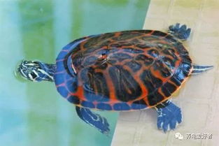 给龟龟喂食鱼虾的益处有多少呢 会反而害了你的龟吗