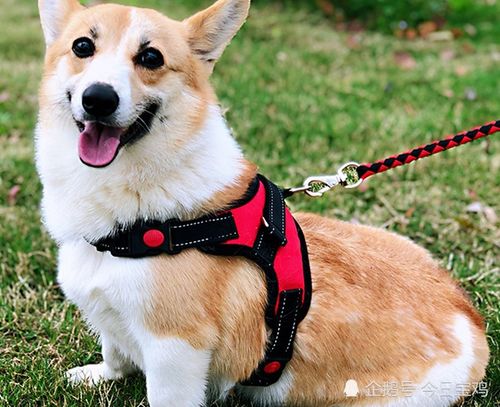 宝鸡市养犬管理条例 8月1日起施行