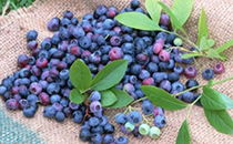 蓝莓每天吃多少合适 蓝莓吃多了会怎么样 蓝莓的皮可以吃吗 腾牛健康网 