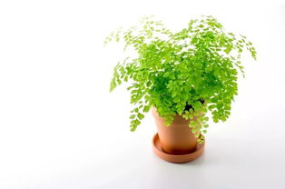 7种适合养室内的低光照环境下的盆栽植物,给点灯光就能养好