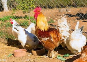 家禽肉质和产蛋率可以通过调整光线实现,你知道为什么吗