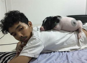 泰国男子养了一只200斤的母猪当宠物,天天抱着它一起睡觉 