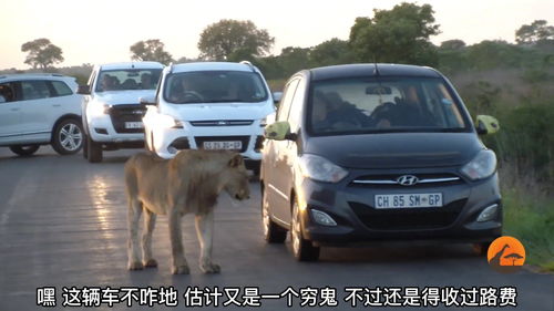 狮子拦车,汽车都停下来看狮子,车镜子还被咬了 