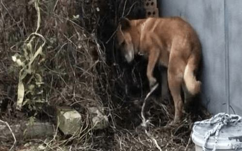 没有狗窝的中华田园犬,自己弄点柴火垫在地上,土狗就是好养活